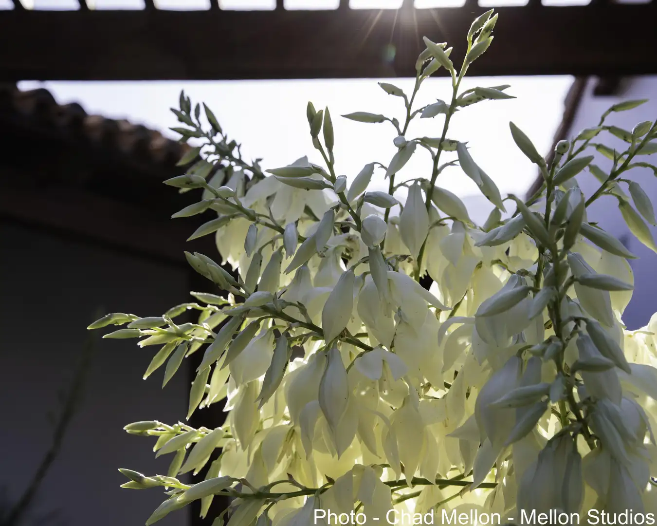 Saturday, March 21 Open Day at Villa Rosemarie