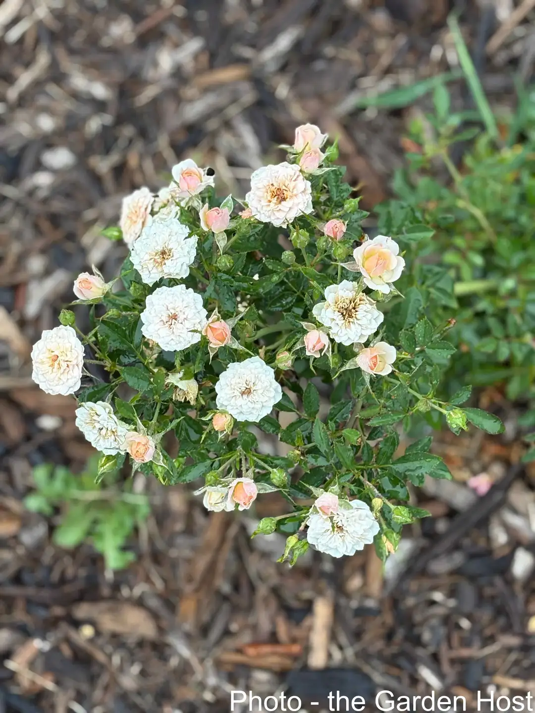 Sunday, June 28  Digging Deeper: The Rose through Time, Culture and Trials for Sustainability