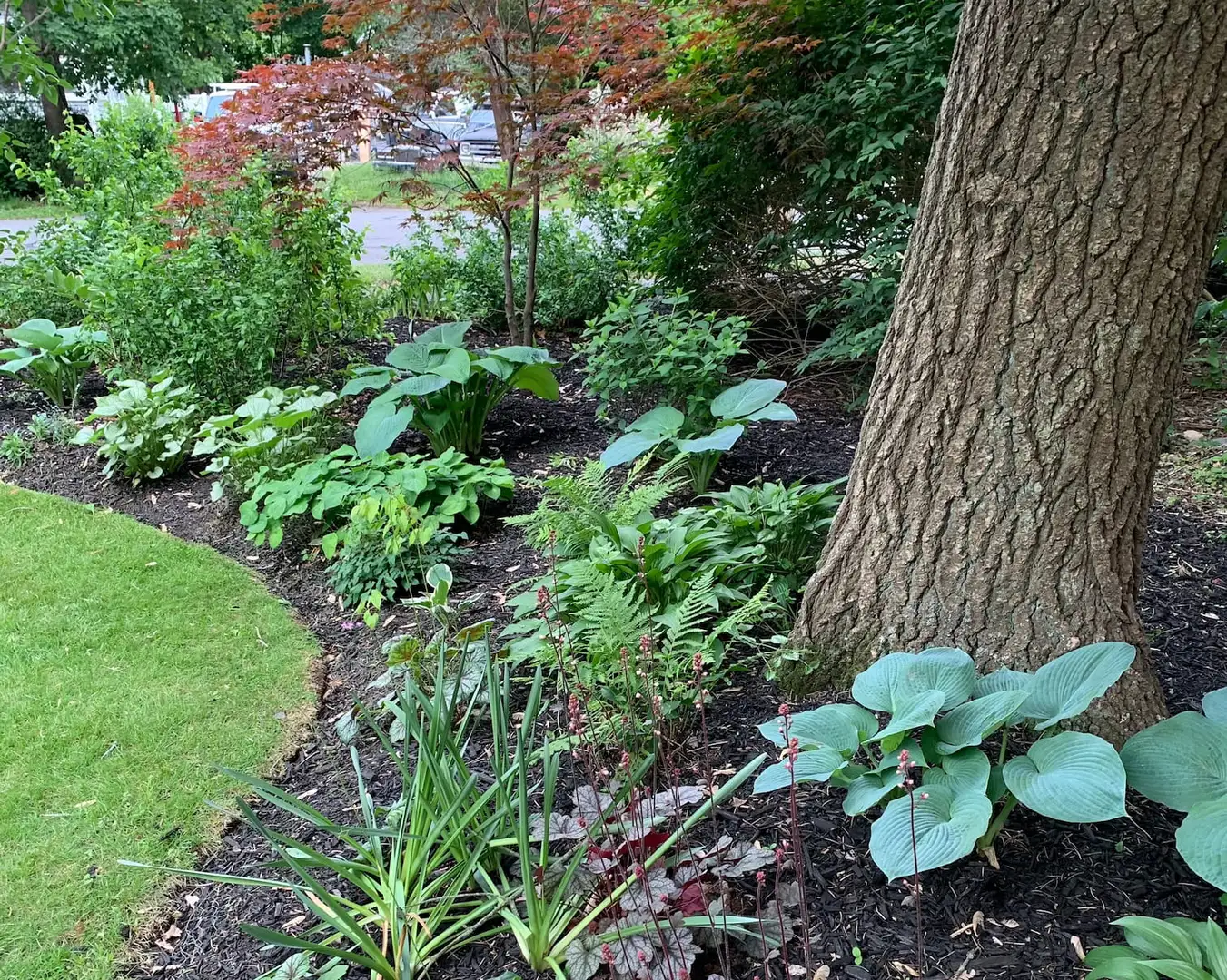 Saturday, June 13 Open Day at Lothrop and Dimrock Garden