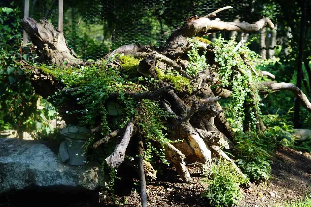 Sunday, June 7 Open Day at Greens Farms Botanical Gardens