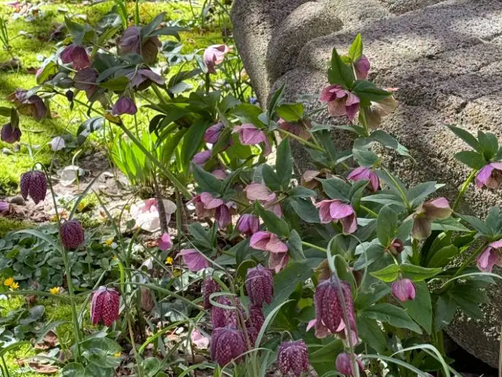 Saturday, April 25 Open Day at The Garden of Dianne B.