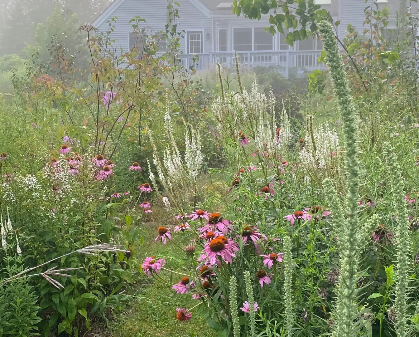 Sunday, July 19 Open Day at Suburban Formal Wilderness Garden