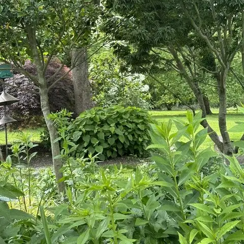 Saturday, July 18 Open Day at Maximal Garden